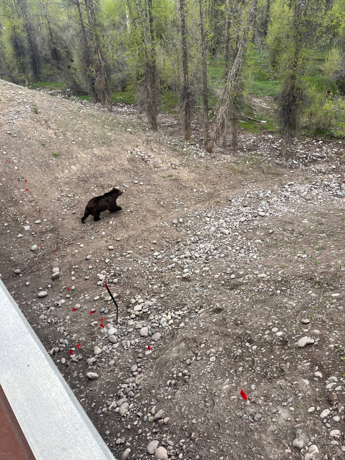 Bear crossing.jpg