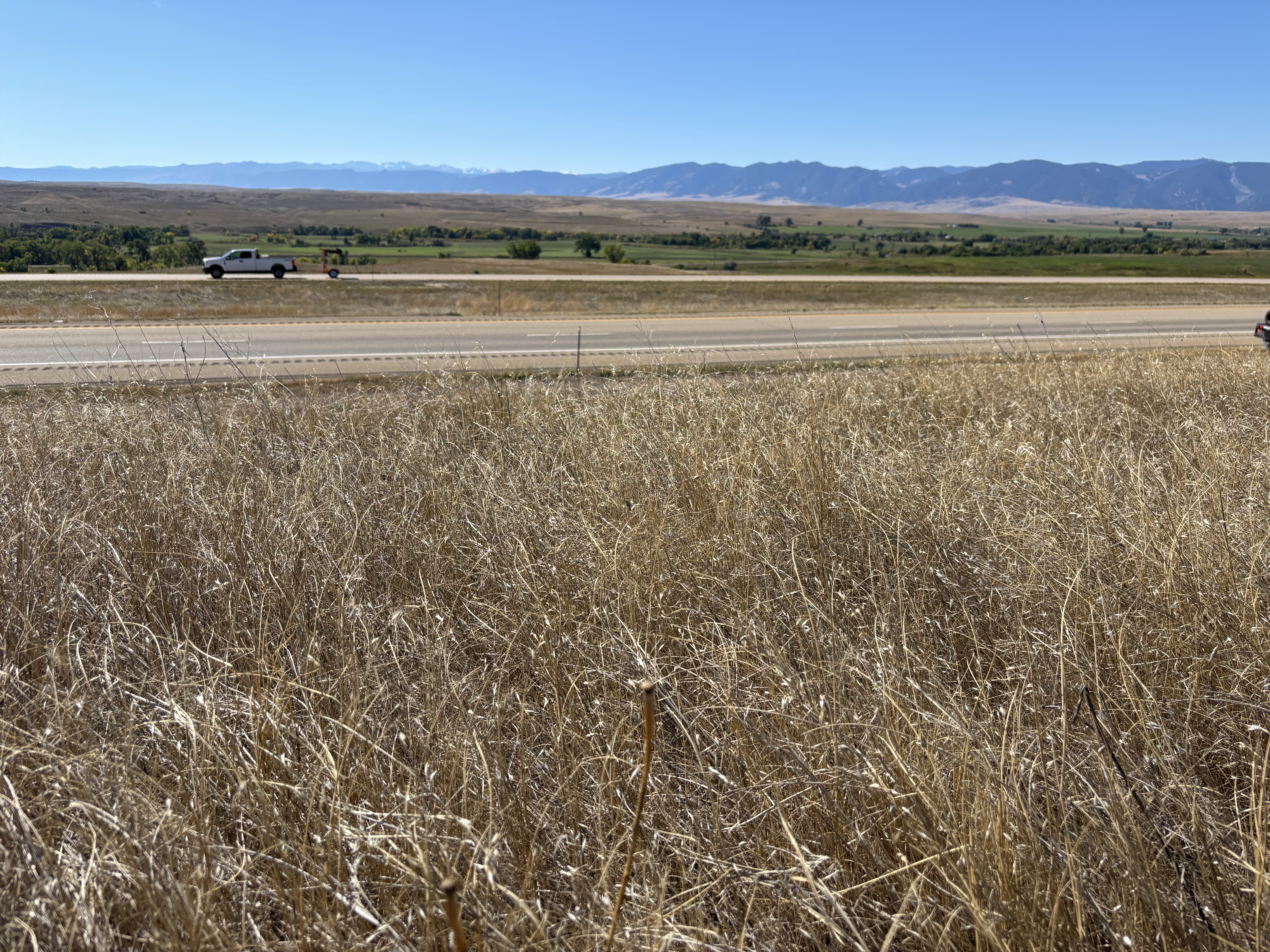 Medusahead and Ventenata grass along I90 in Sheridan County.JPG
