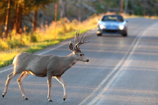 deer highway.png