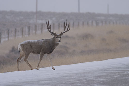 deer-hwy1.jpg