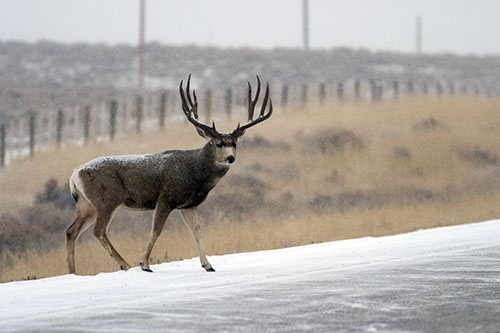 deer-web.jpg
